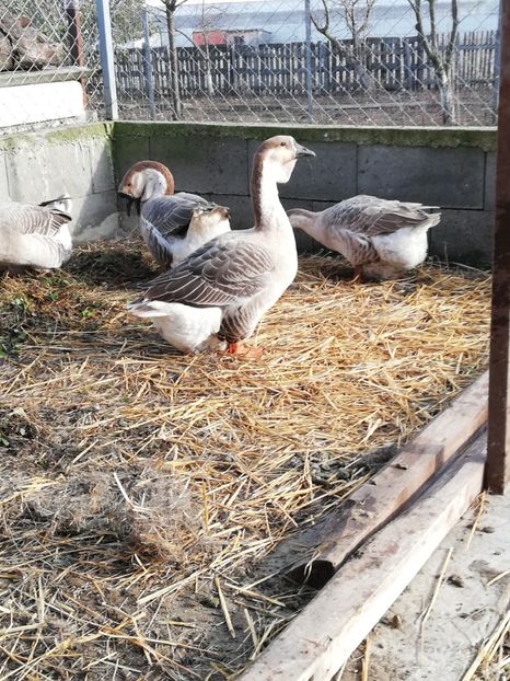  - A3 Gâște africane matca 2021