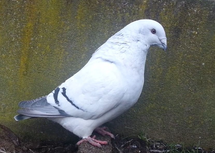 PL20-JRS 27 (F.) - g- MLODE-2020 - Youth