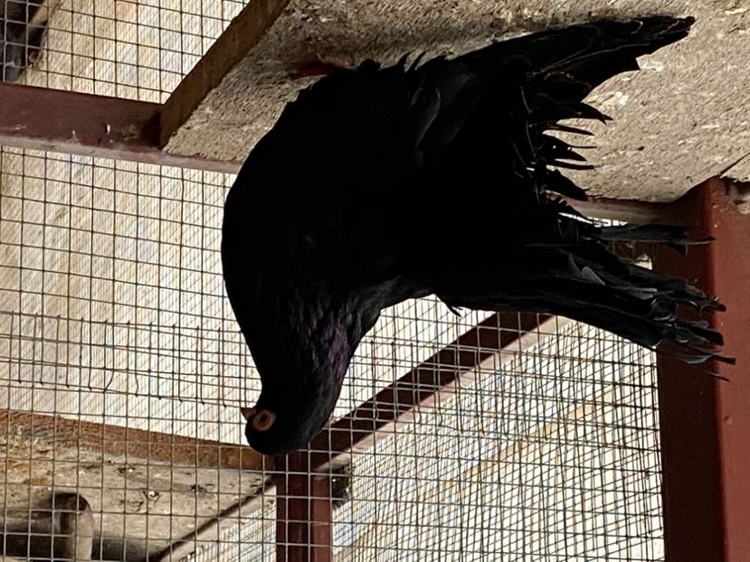 BA2F5D89-6E04-4E31-9117-DC7485E747EC - Negri turci