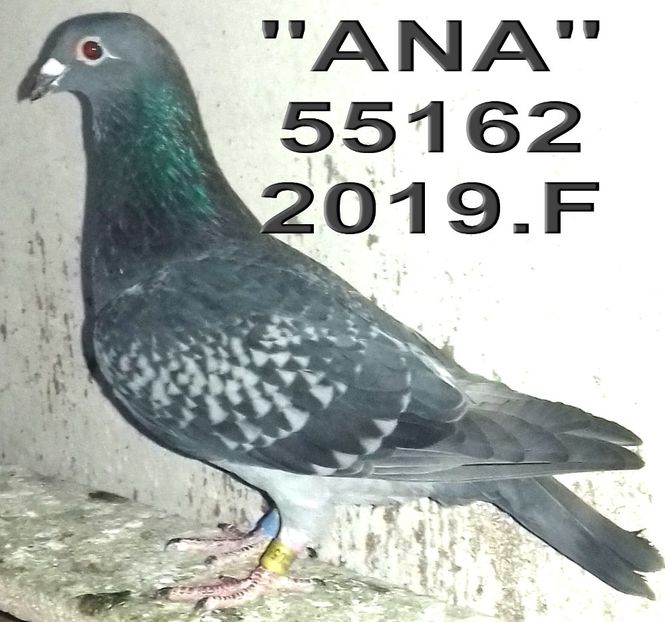 2019.055162.2019.f ana - 2 MATCA 2021