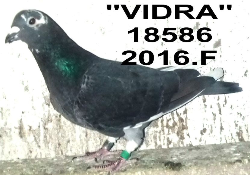  - 2 MATCA 2021