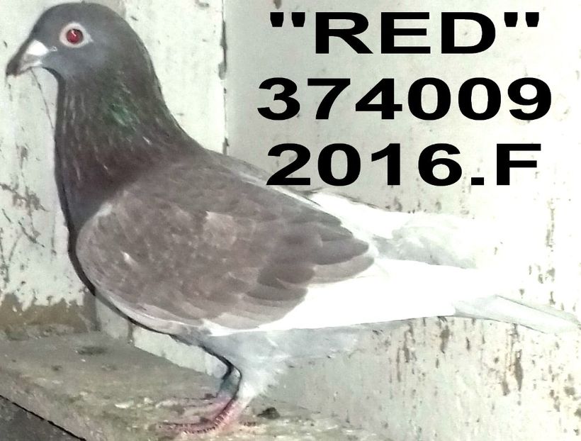 2016.374009.2016.f red - Copy (3) - 2 MATCA 2021