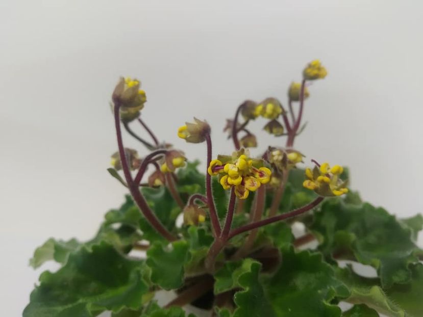 poza net - Saintpaulia Botanika