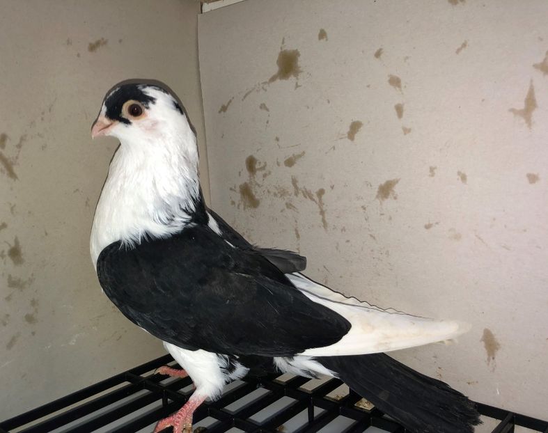 18579  femelă  2020 - Plecați ALBUM 3