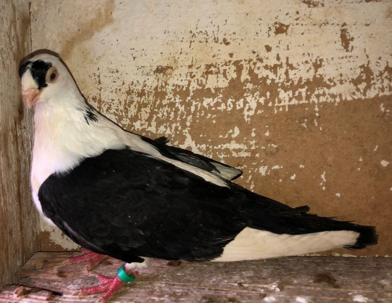 2100  femelă  2017 - Plecați ALBUM 3