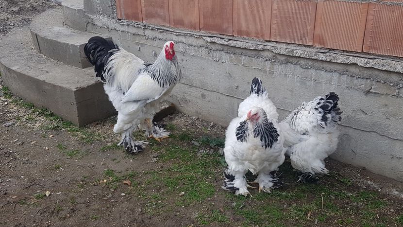  - 2020 - herminat deschis