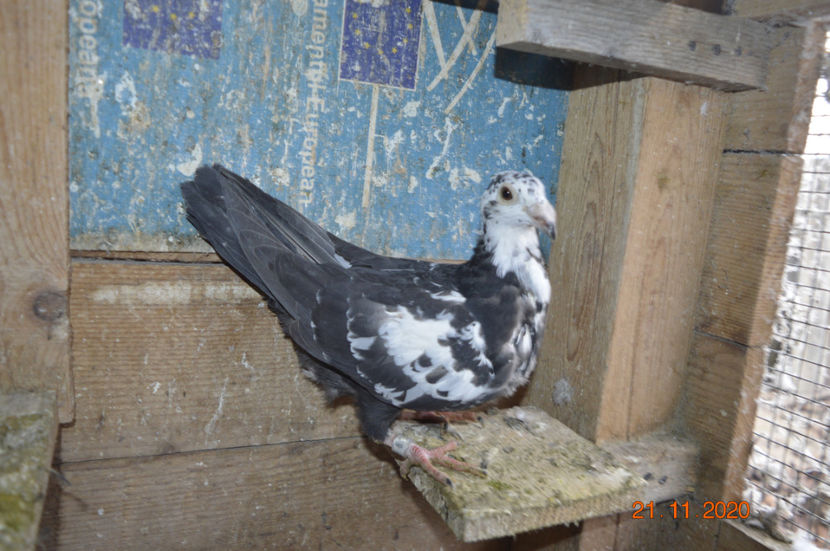 M P24(1172) 20 - PORUMBEI DONATI 2021 MIHAI