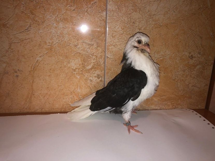 23074  femelă  2020 - Plecați ALBUM 3