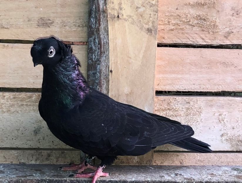 8698  femelă  2020 - A - perechi 2022