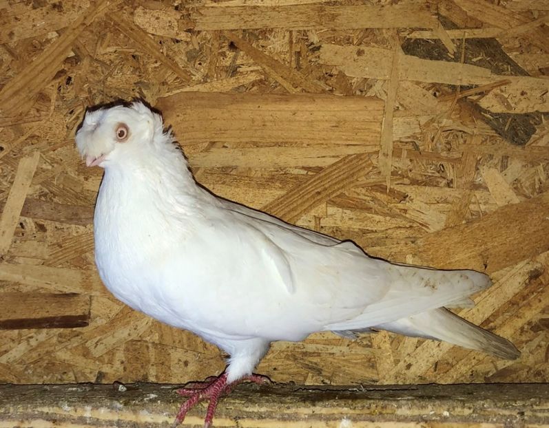 8675  mascul  2020 - A - perechi 2022