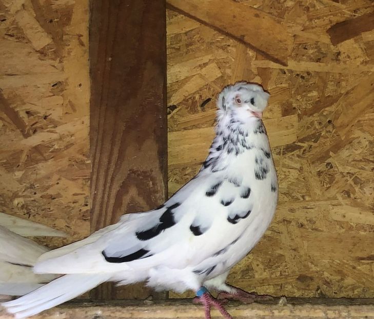 7180  mascul  2018 - A - perechi 2022