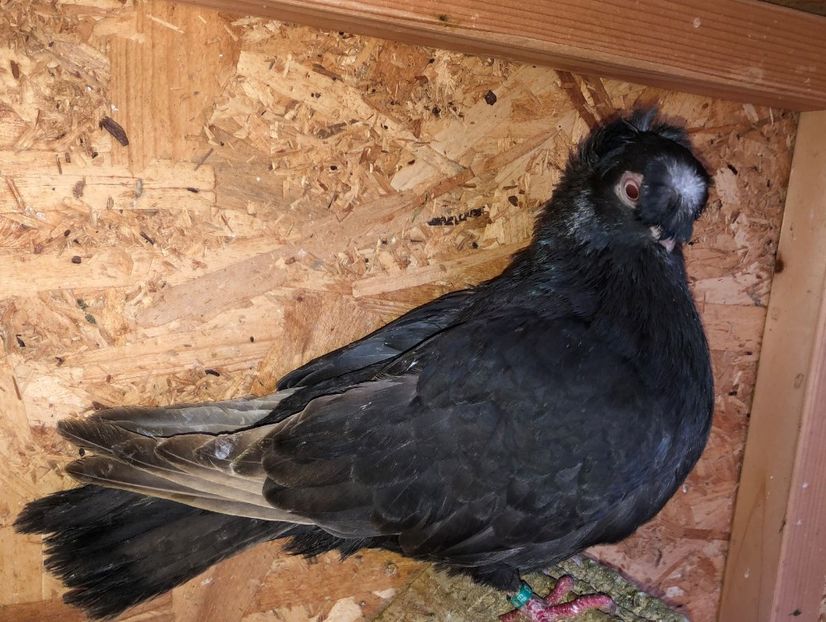 0344  femelă  2019 - Plecați ALBUM 3