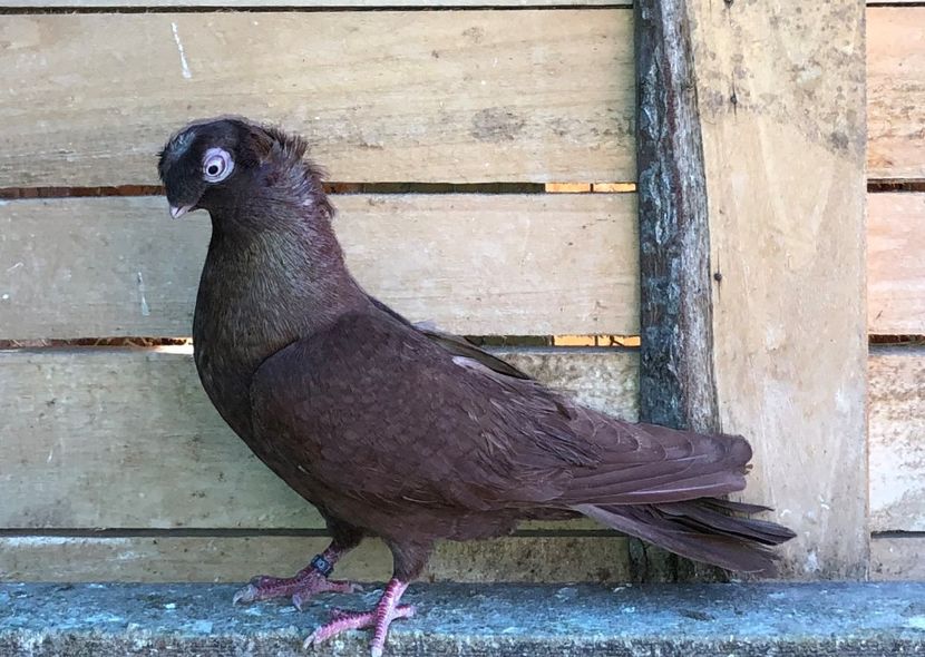 8732  mascul  2020 - Plecați ALBUM 3