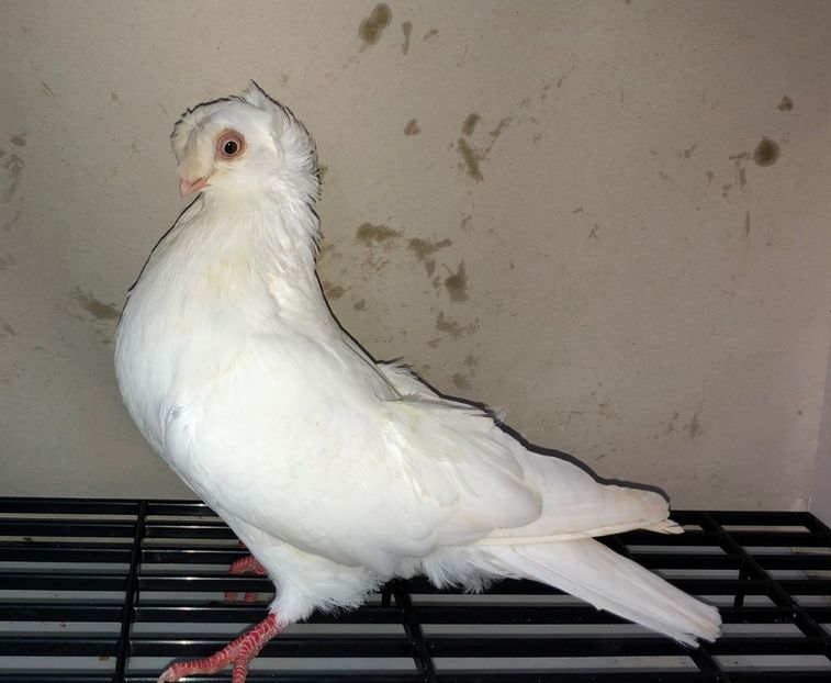 23065  femelă  2020 - Plecați ALBUM 3