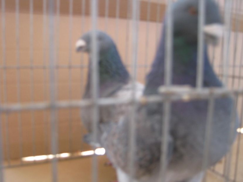  - Perechi pentru 2021