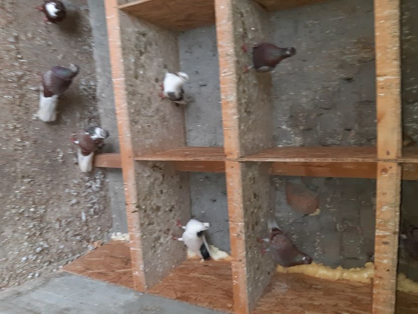  - Cumpar ciungi ploiesti diferite culori