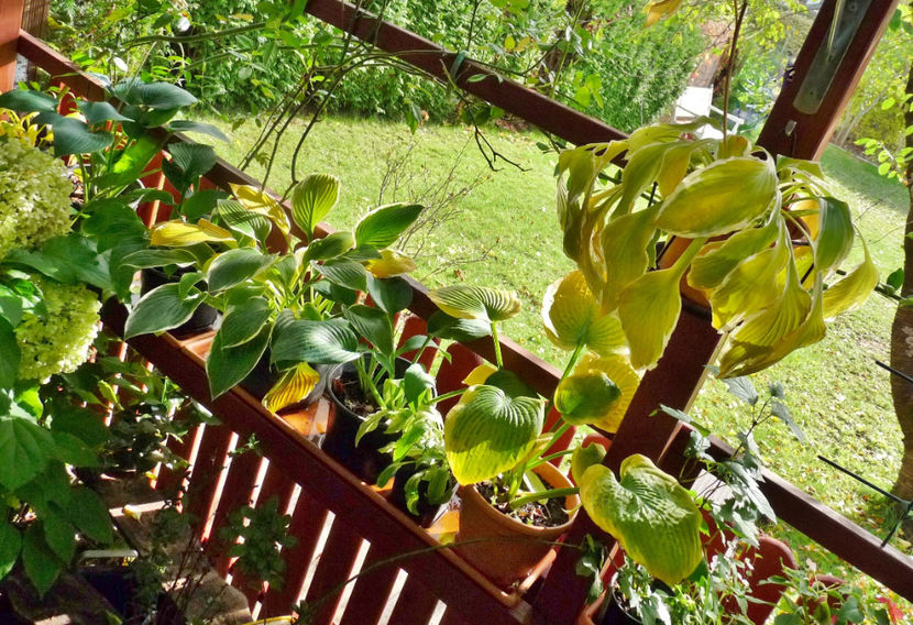 30. Septembrie - Hosta