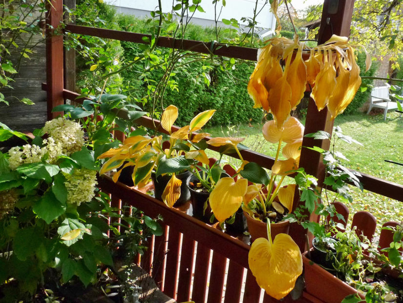 Diferenta dupa o singura zi. - Hosta