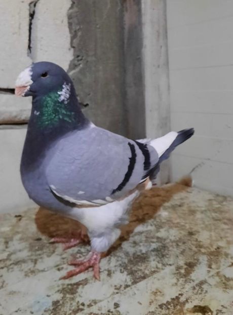 Leul - AAAAA Matcă 2021