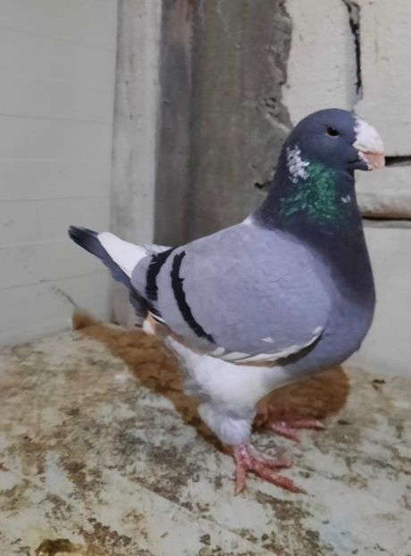 Mascul 2018 - AAAAA Matcă 2021