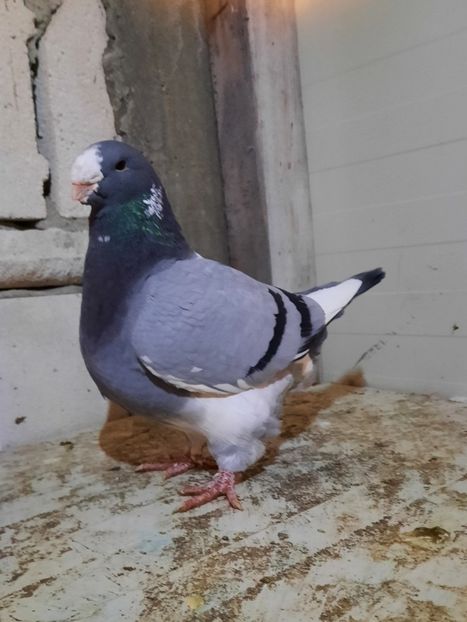 Vandut - AAAAA Matcă 2021