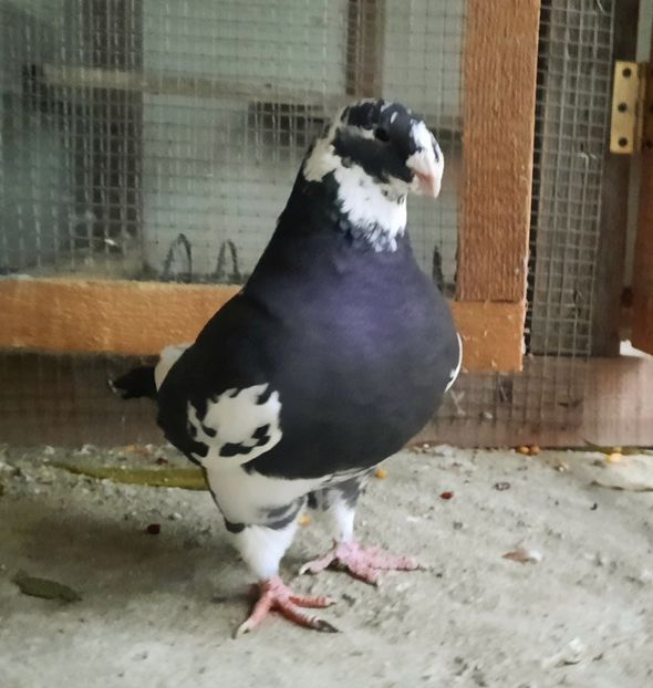 Femela 2018 - AAAAA Matcă 2021