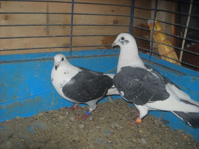 15 - UNDEVA IN SUCEAVA arhiva