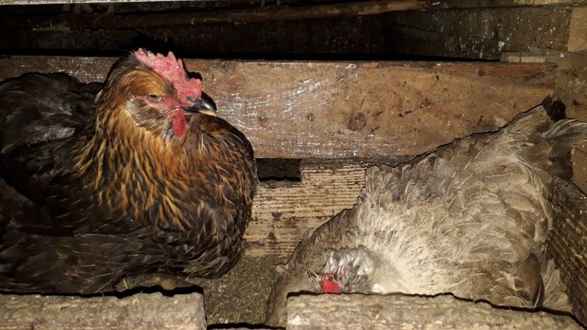  - 02 Gaini Moțate-Bărboase-Golașe-Frezate 2020-2021