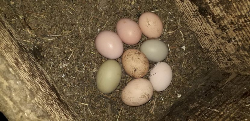  - 02 Gaini Moțate-Bărboase-Golașe-Frezate 2020-2021