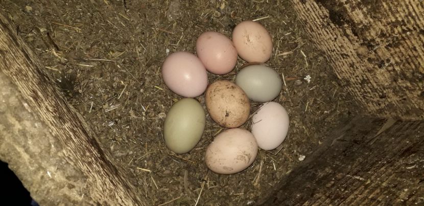  - 02 Gaini Moțate-Bărboase-Golașe-Frezate 2020-2021