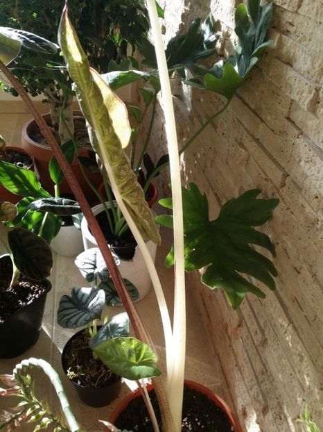 - plantutele mele
