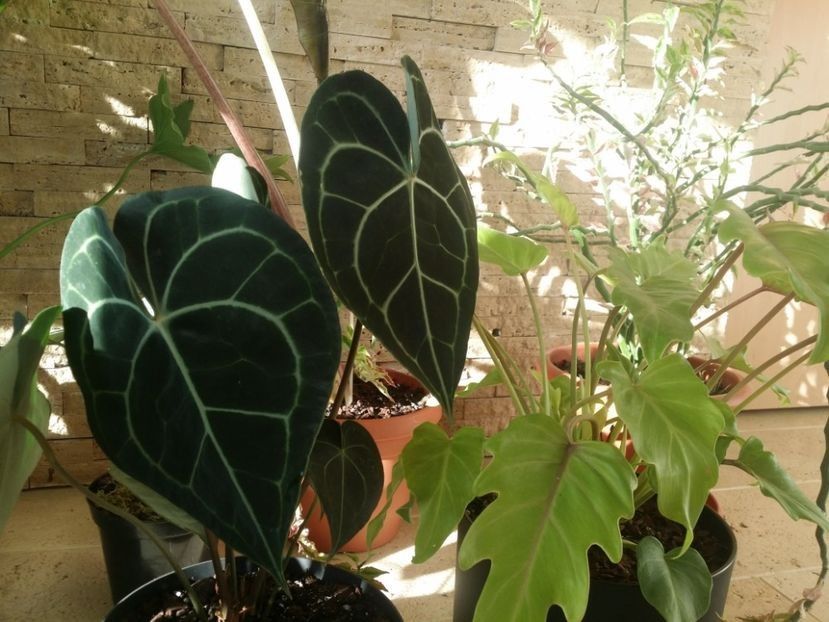  - plantutele mele
