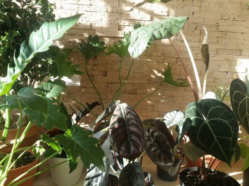  - plantutele mele
