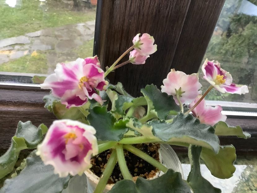  - RS Kolokolnyj Zvon