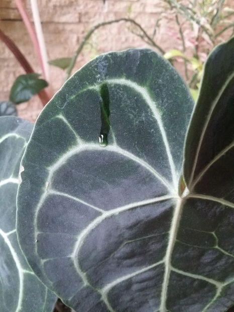  - plantutele mele