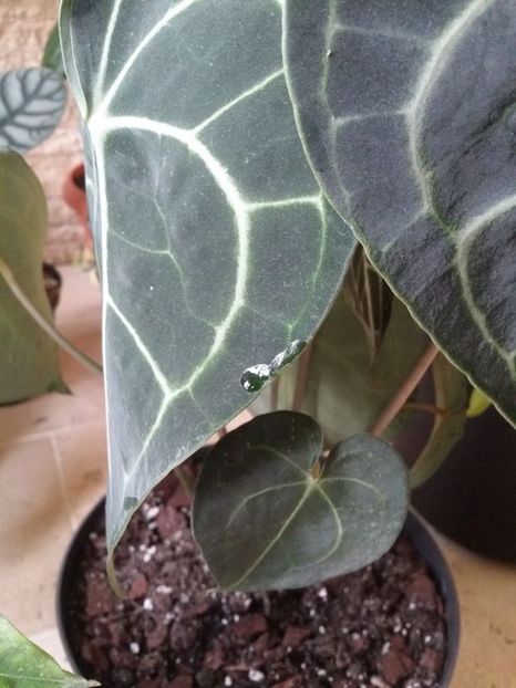  - plantutele mele