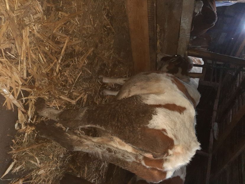  - Vacii ianuarie 2021