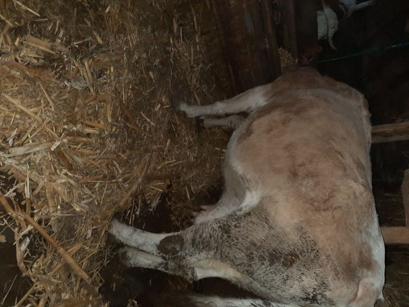  - Vacii ianuarie 2021