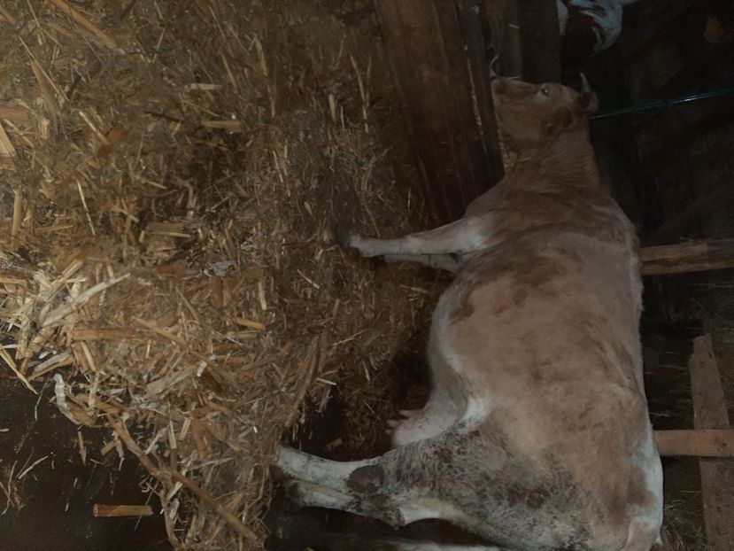  - Vacii ianuarie 2021