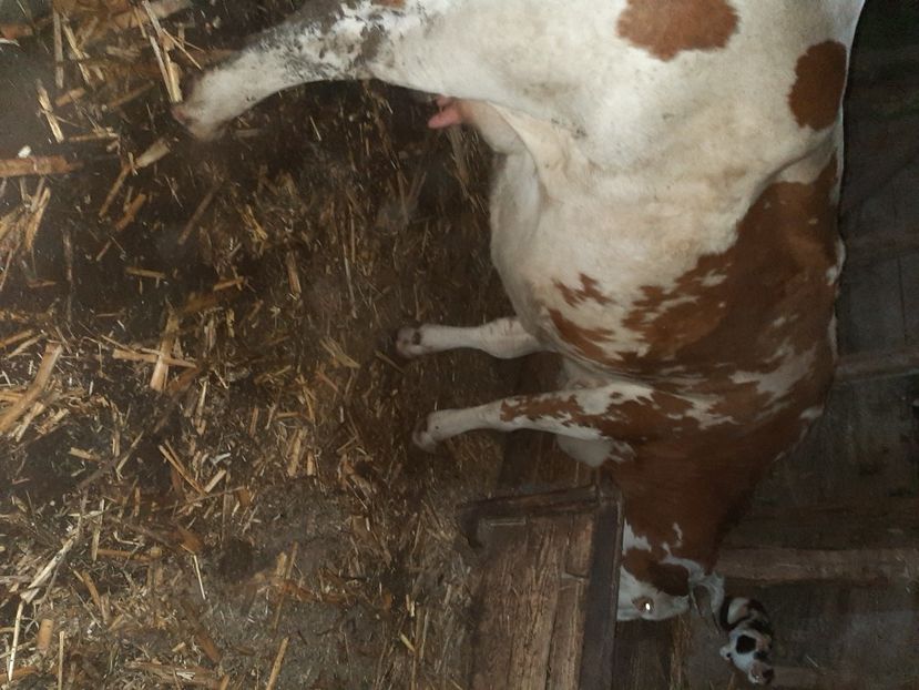  - Vacii ianuarie 2021