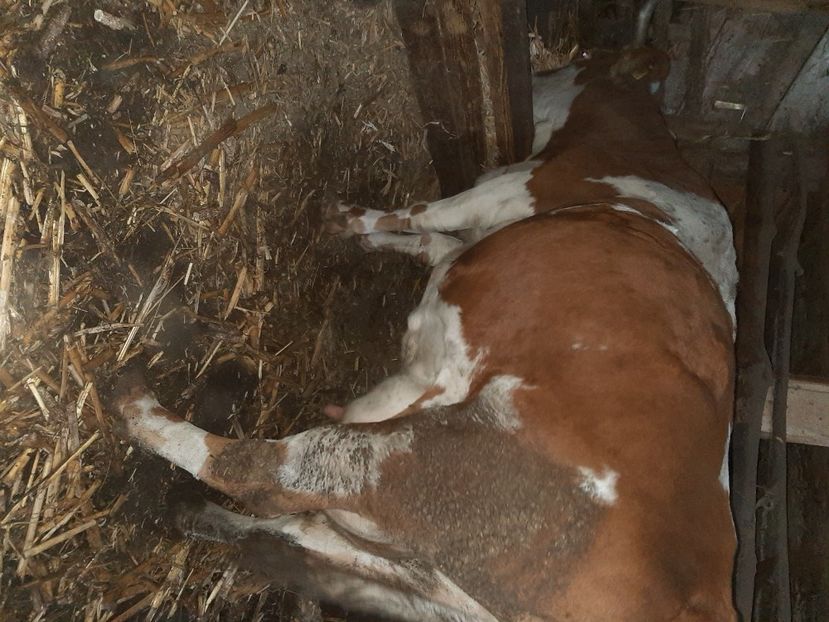  - Vacii ianuarie 2021