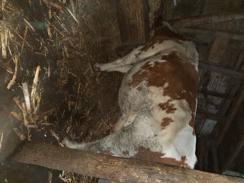  - Vacii ianuarie 2021