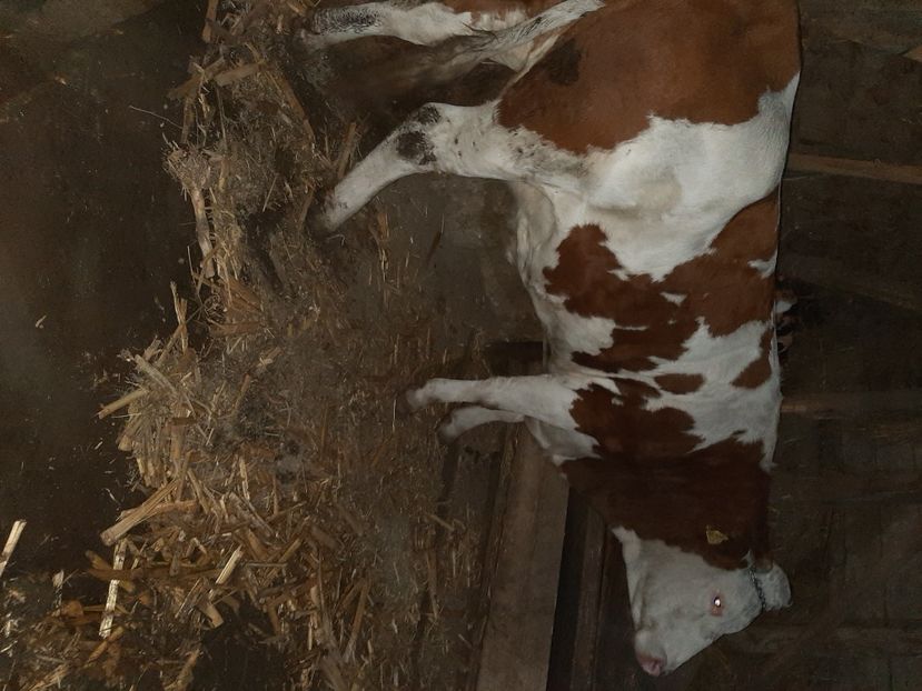  - Vacii ianuarie 2021