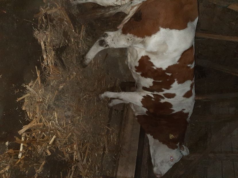  - Vacii ianuarie 2021