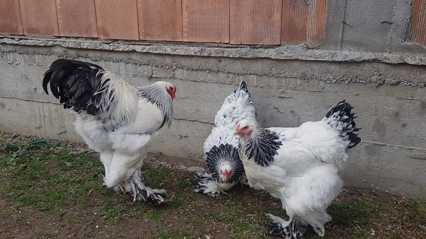 79bd24f5-2027-42b9-8ce7-3c3b5a467cd1 - 2020 - herminat deschis