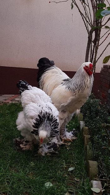 a727d2ad-790a-4174-87a6-7e39197aaf0b - 2020 - herminat deschis