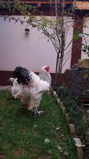 bfa64399-0ee3-4f68-bdf4-cca65aa87c93 - 2020 - herminat deschis