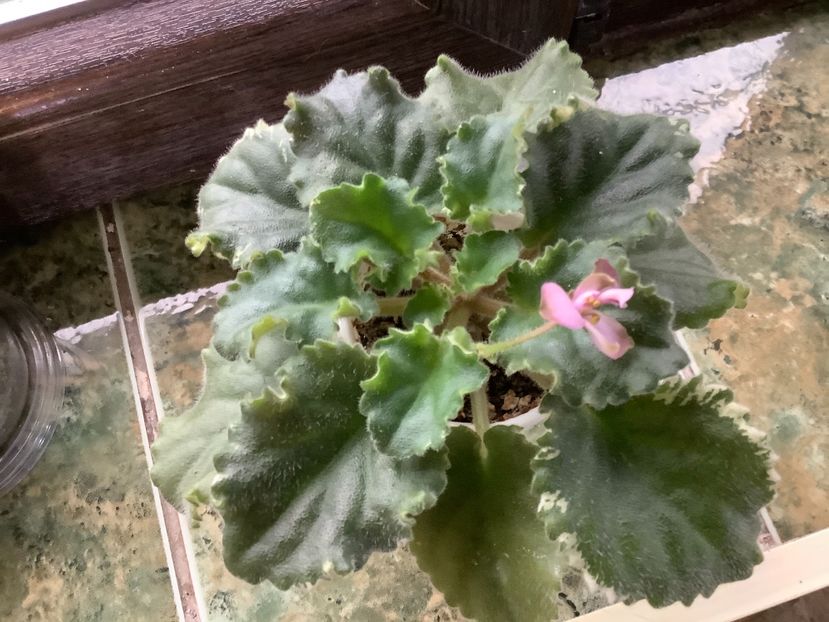 pui 1 - Wild Irish Rose