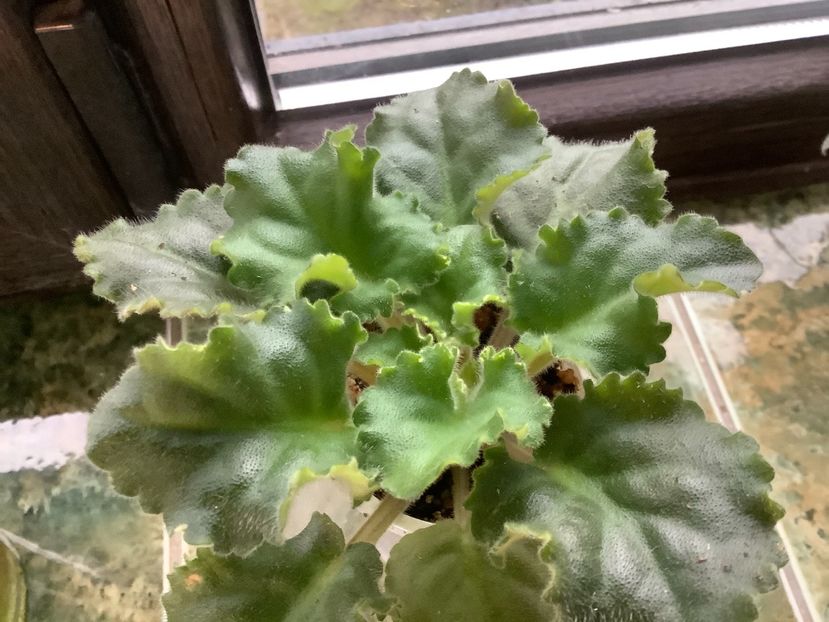 pui 2 - Wild Irish Rose