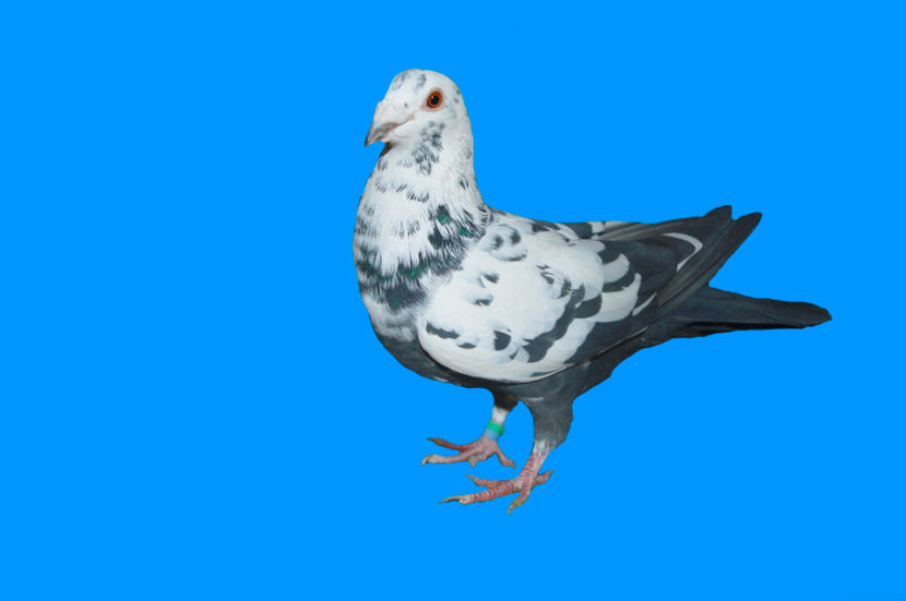 7 F (663) - matca 2021